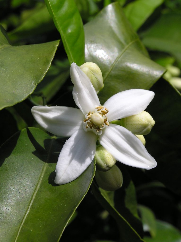 5.21.25-IMG-Neroli a close-up of a single neroli blossom