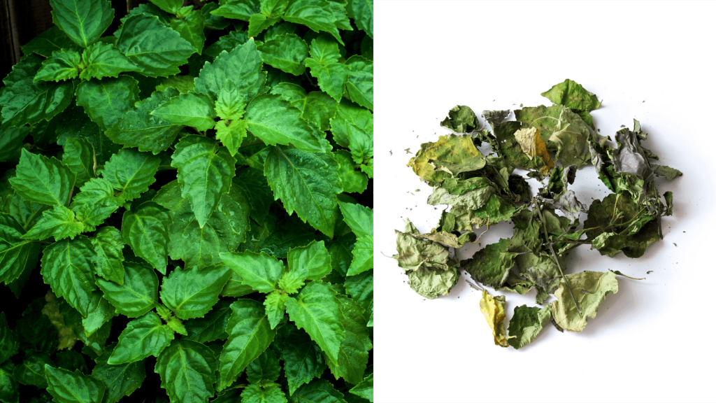 5.21.25-IMG-Patchouli split image showing living patchouli plants on left side of image, and dried patchouli on a white background on right of image.