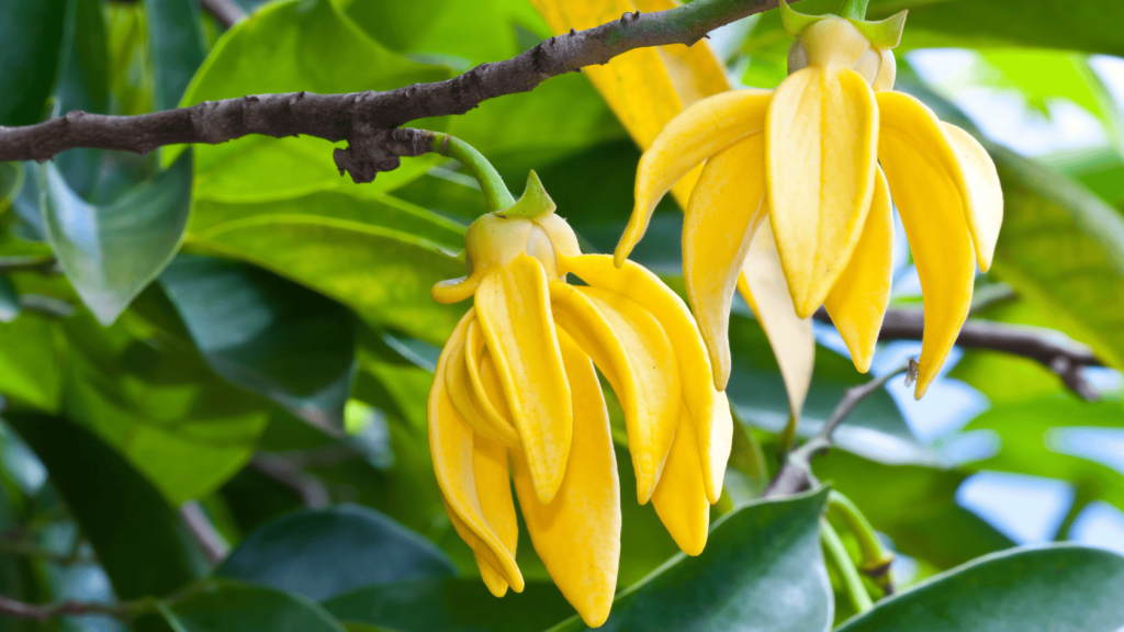 5.21.25-IMG-Ylang Ylang a photo of the ylang ylang flower blooming