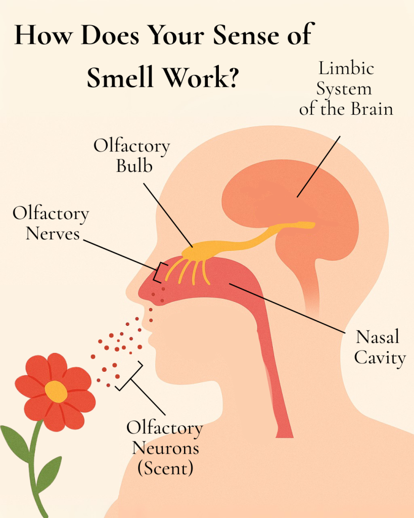 5.7.25-The Science of Scent-Image-How smell works