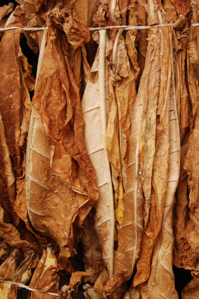 6.4.25-Part II-What Exactly Is Amber? -Tobacco